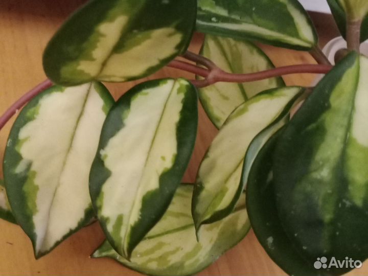 Хои укоренные и на срез