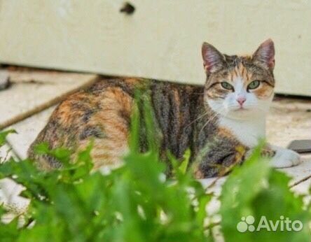 Европейская