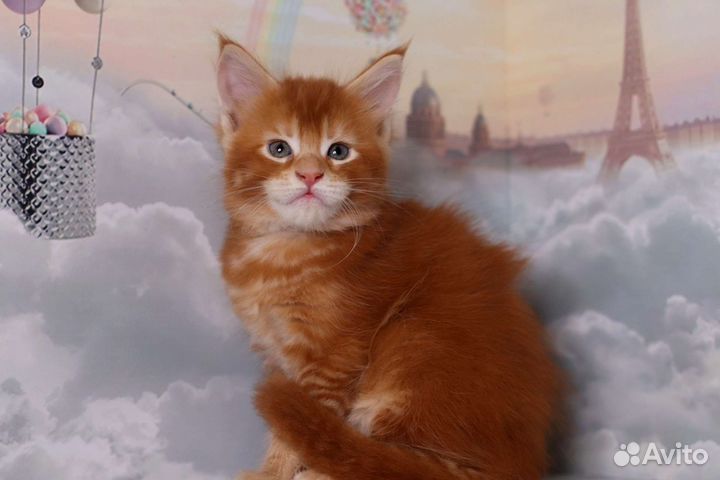 Мейн-кун шикарный солнечный котенок Питомник