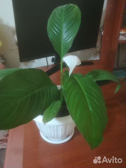 Спатифиллум