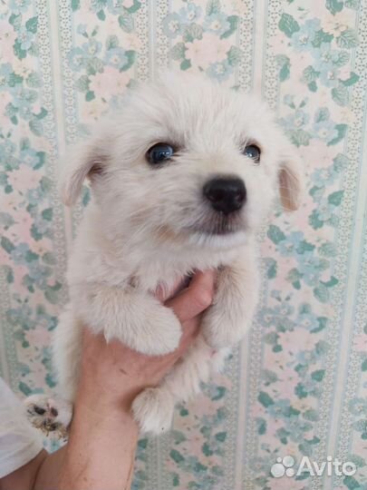 Маленький щенок бесплатно