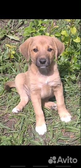 Щенки в добрые руки