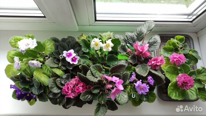 Фиалки набор