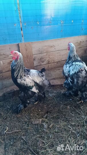 Петух брама