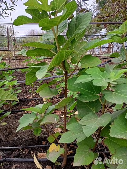 Саженцы инжира