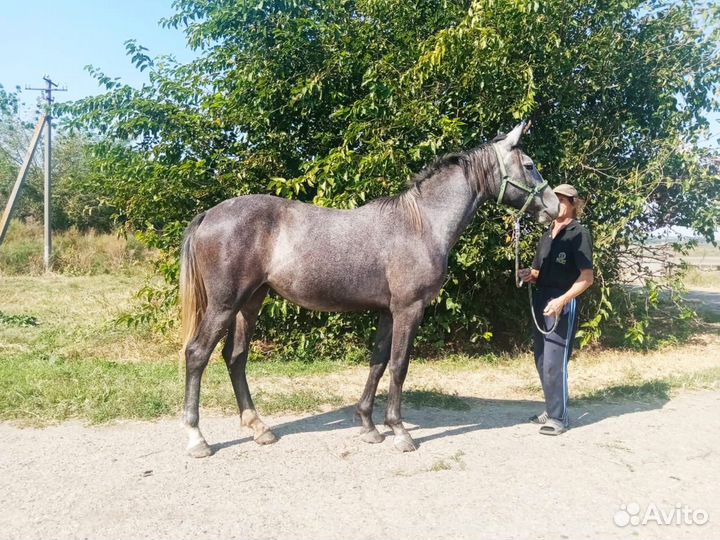 Продажа орловских лошадей