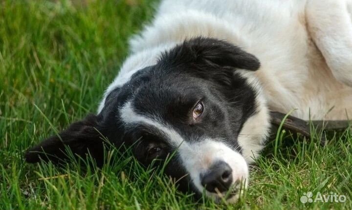 Собака в добрые руки отдам бесплатно