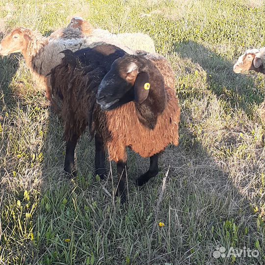 Баран курдючный, производитель