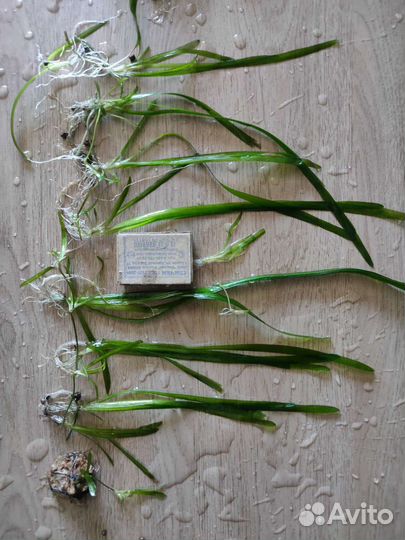 Аквариумные растения прополка