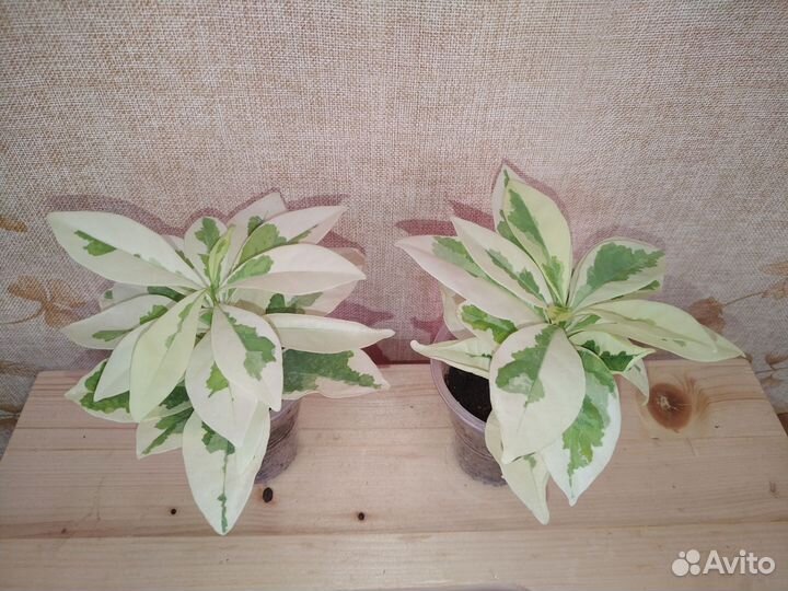 Брунфельсии вариегатные