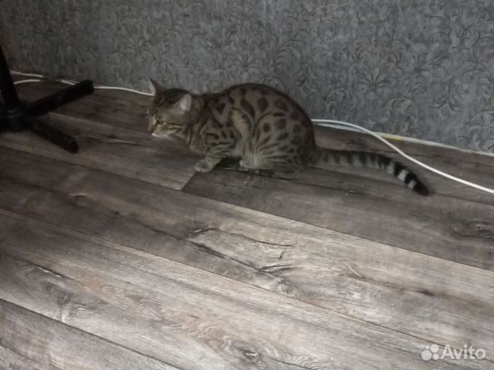 Бенгальский кот вязка