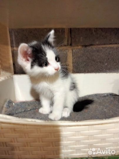Котенок в добрые руки
