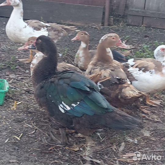 Индоутка мускусная утка