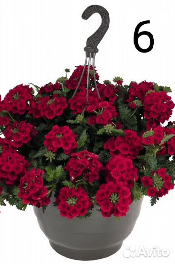 Вербена ампельная