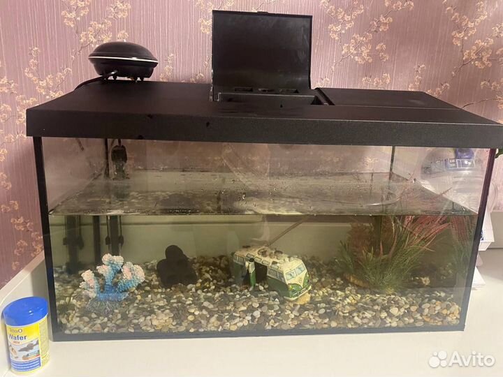 Аквариум 50 литров и 2 сомика