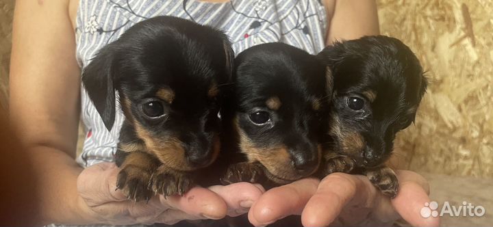 Щенки таксы