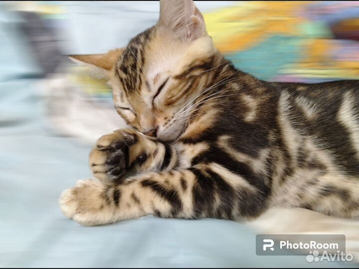 Бенгальский котенок с документами