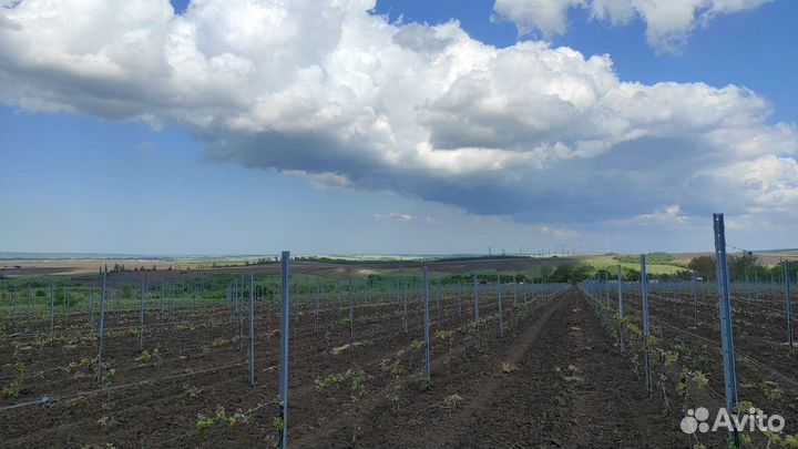 Работа на виноградниках