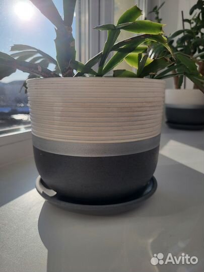 Традесканция рэо, декабрист и алоэ