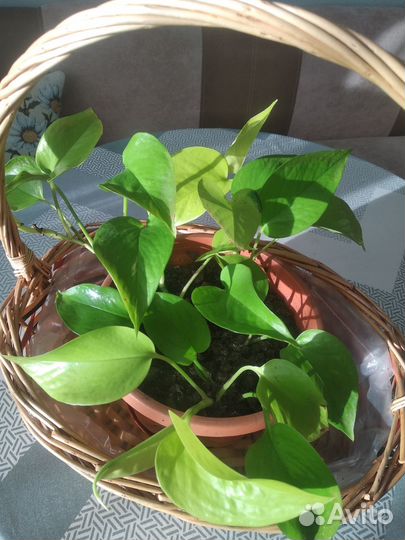 Эпипремнум золотистый (лиана)