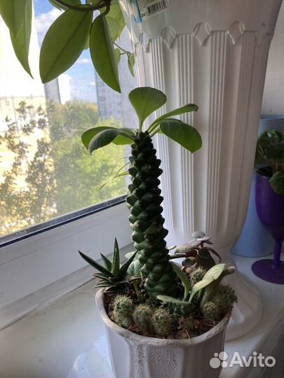 Неприхотливые комнатные растения