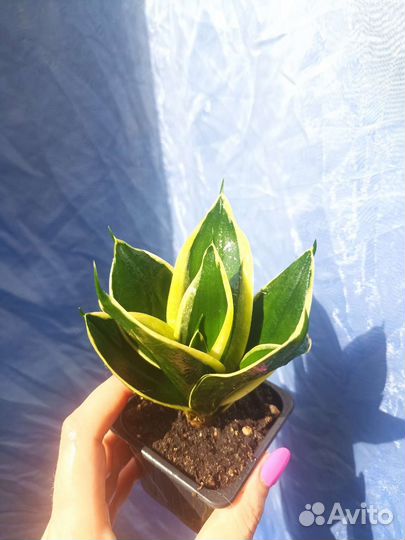 Сансевиерия ханни Крео