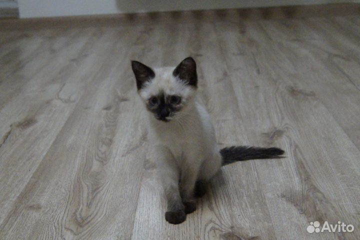 Девочка в добрые руки