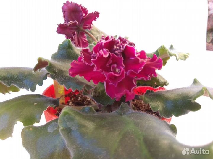 Сортовые фиалки