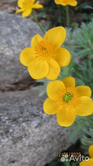 Анемона видная