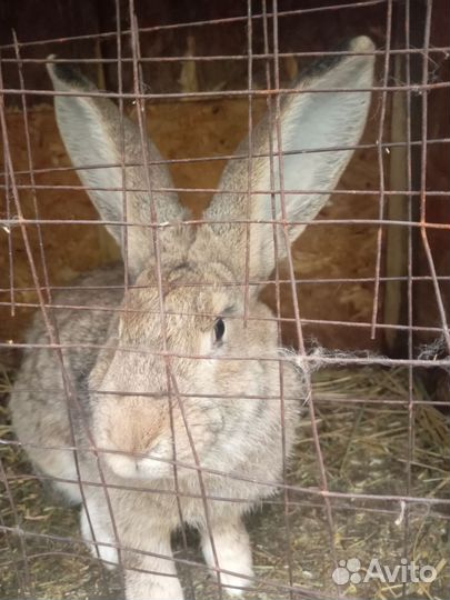 Продам мясо кролика