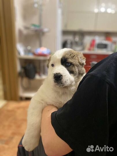 Девочка сао с глазами хаски