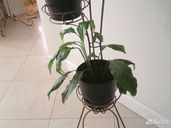 Спатифиллум