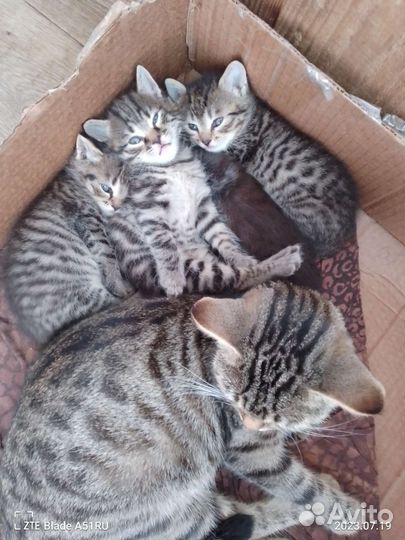 Кошка в дар бесплатно