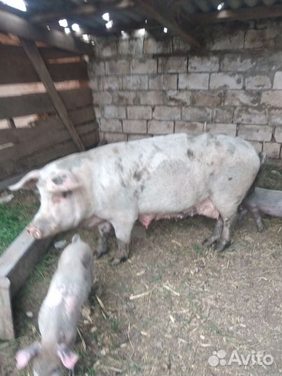 Кабаны и матки