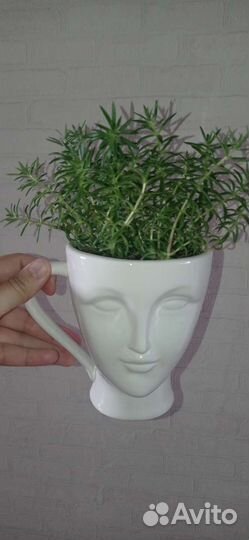 Седум мексиканум в белой кружке