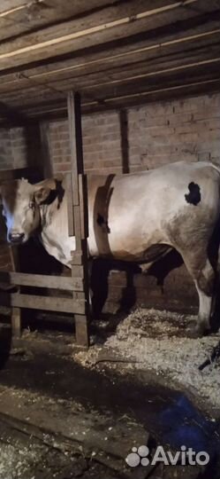 Быки на племя