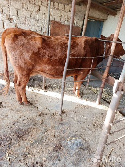 Коровы И телята