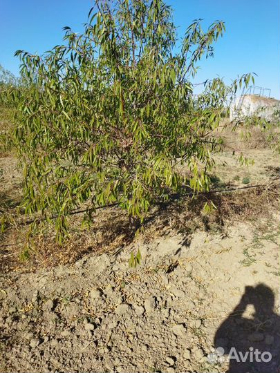 Продам готовый сад миндаля