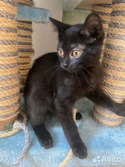 Черный котенок мальчик в добрые руки