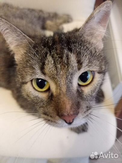 Кошка Кузя в добрые руки