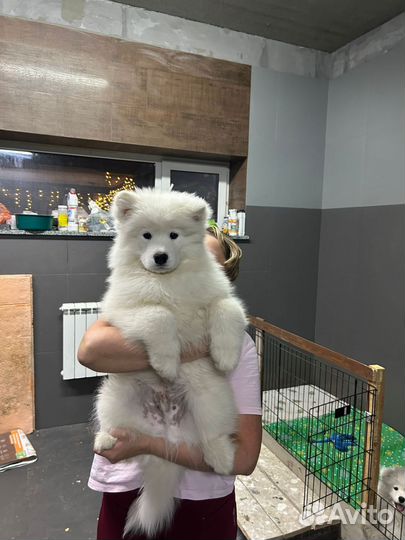 Парни Самоедской лайки от чемпионов