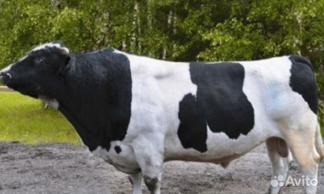 Телята бычки