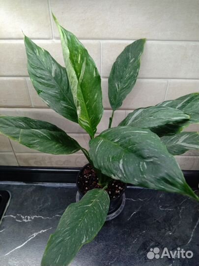 Комнатные растения