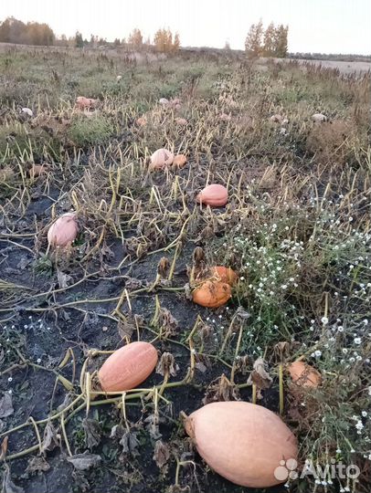 Тыква продуктовая