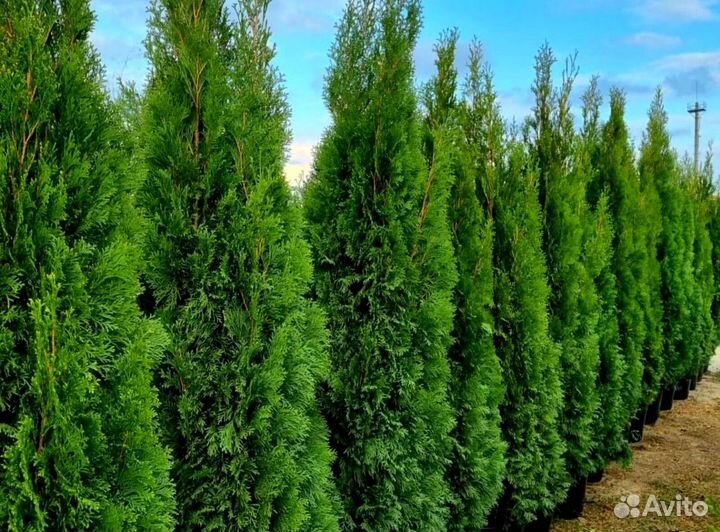 Туя брабант черенки оптом