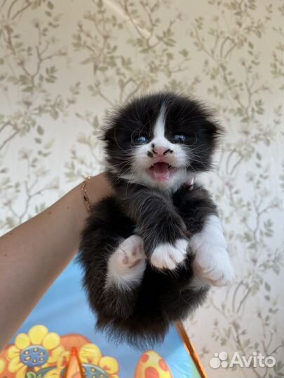 Шотландские вислоухие котята