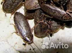 Мраморные тараканы