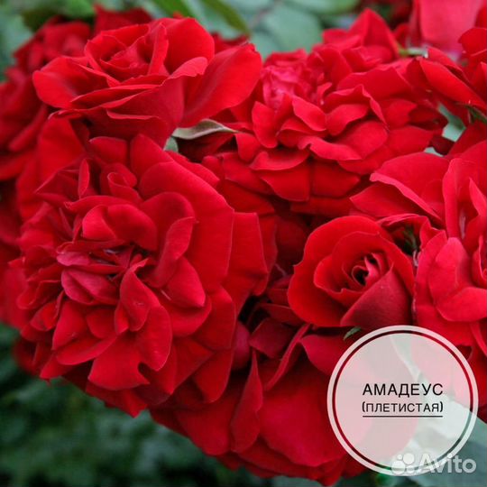 Саженцы плетистых роз