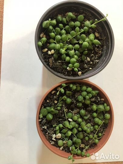 Крестовник, шефлера, сциндапус, кофе, колеус