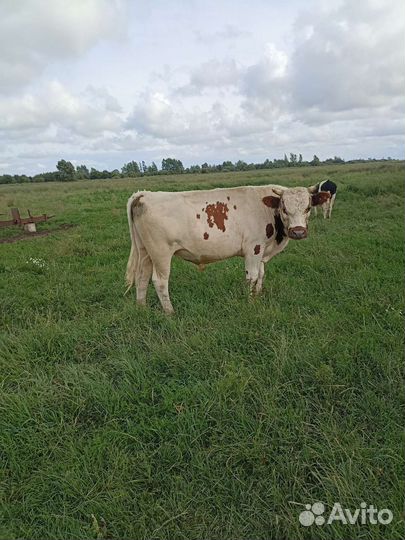 Быки и телки